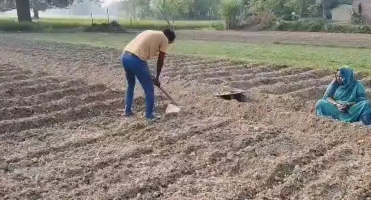आलू के साथ किसान उगाएं ये फसल, 50 दिनों में हो जाएगी तैयार, एक ही खेत में होगी डबल कमाई