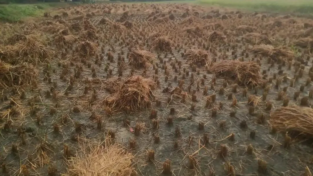 तूफान ने किसानों की तोड़ी कमर,कई गांवों में फसलों को भारी नुकसान