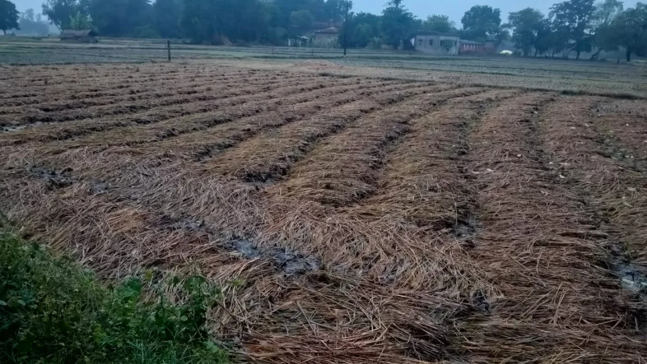 अर्नब तूफान ने बढ़ाई किसानों की चिंता, बारिश से धान की फसल पर संकट