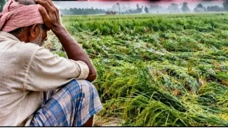 कई गांवों में फसल गिरने से बढ़ी किसानों की चिंता, कटाई की लागत बढ़ने के साथ बालियों के सड़ने और अंकुरण का खतरा